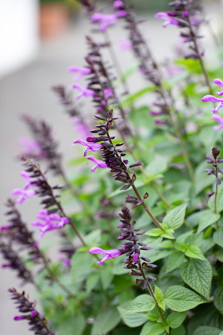 Salvia Rockin Lavender Hörnhems - Annika C