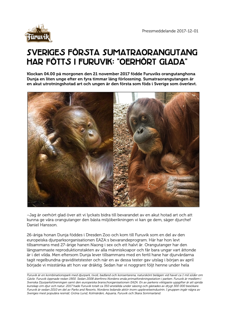 Sveriges första Sumatraorangutang har fötts i Furuvik: ”Oerhört glada”