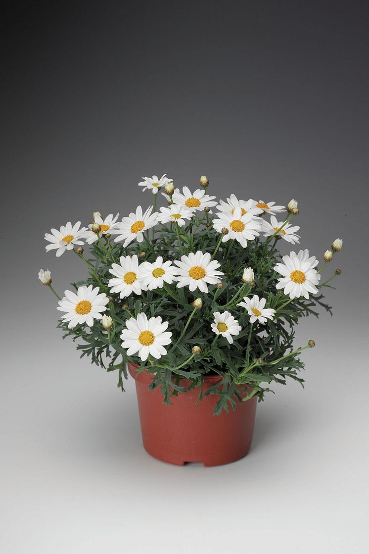 Molimba® Mini White