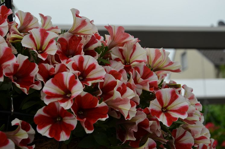 Petunia ´Peppy Red´