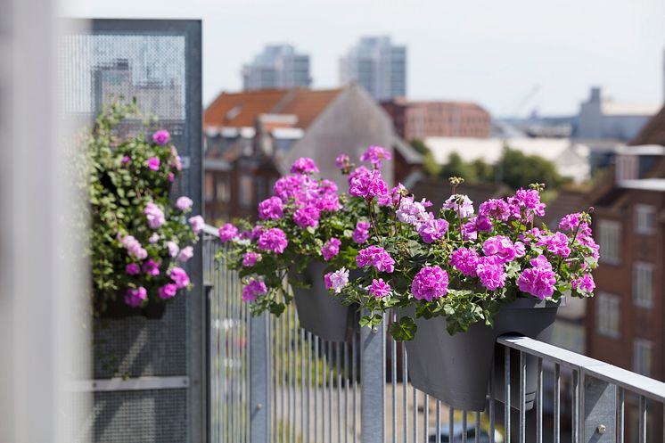 Pelargoner i stan.