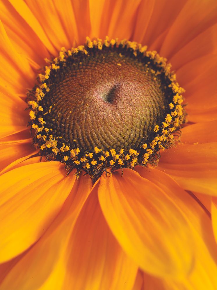 Sommarrudbeckia 'Tigereyegold' närbild