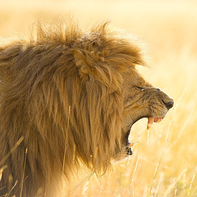 Løve - kongen på savannen i Afrika