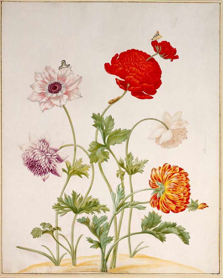 Maria Sibylla Merian, Olikfärgade vallmo (Different coloured poppies), 1695. The ALBERTINA Museum, Vienna 1x1