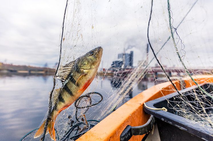 provtagning fisk fiberbankar