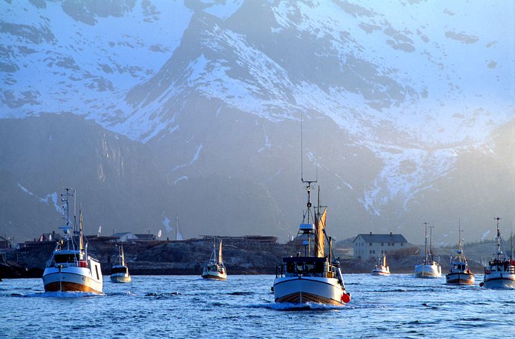 Bateaux de pêche au large des Iles Lofoten