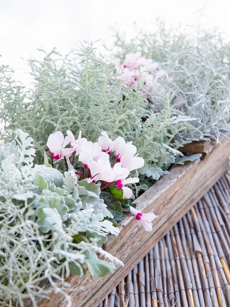 Victorias sensommar- och höstplantering i rosa och silvriga toner