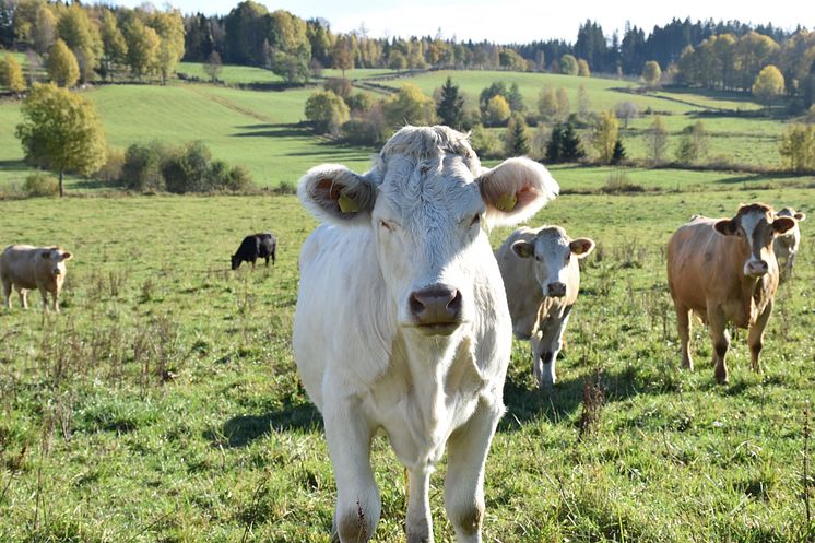 kobildanimalieproduktion