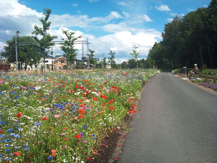 Sommarblommeplantering i Nybro Stad