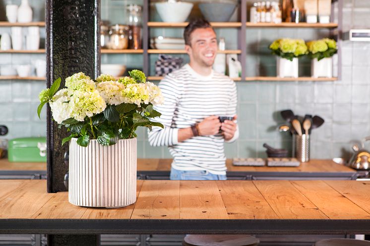 Hortensia - en effektiv luftfuktare med ljuvlig blomning