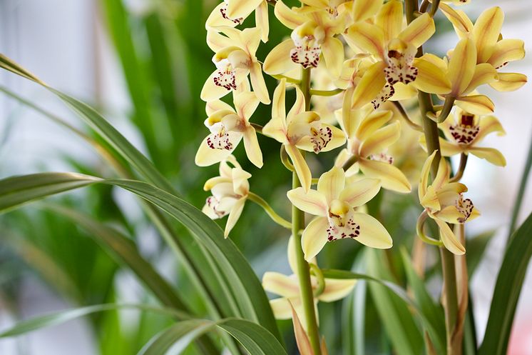 Cymbidium hybrid