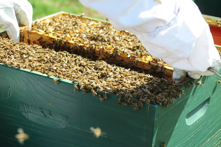 Camfil_Bienen im Bienenstock