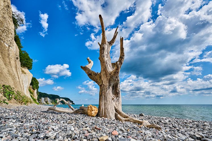 Sassnitz_Steilküste_mit_Blick_auf_die_Kreidefelsen