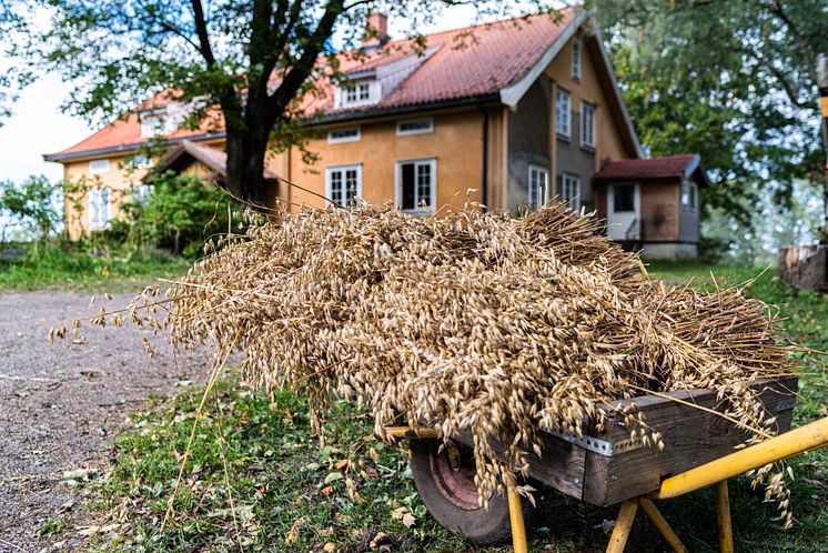 Alm Gård