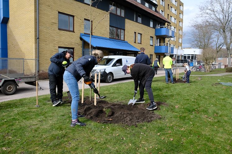 Ängelholmshem 1000 träd på 10 år