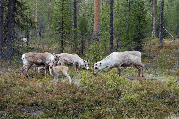 Rovdjur hindrar renar från att ”surfa på grön våg”