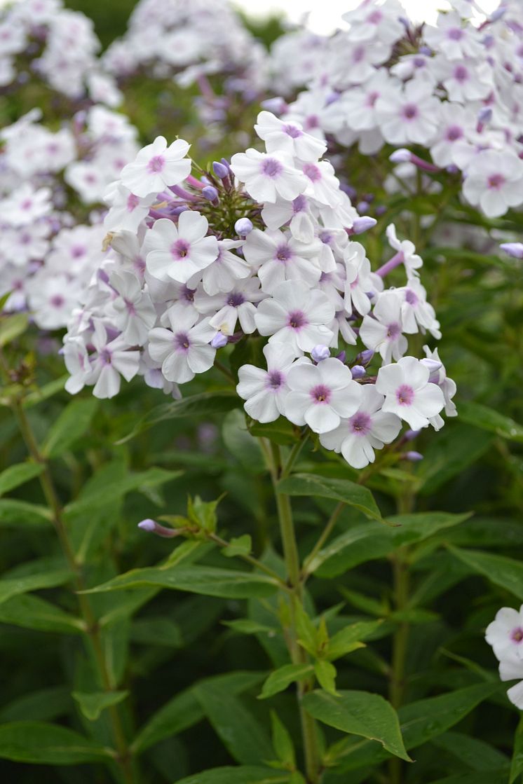 Höstflox, Phlox paniculata ’Ingeborg från Nybro’ Svenskt kulturarv