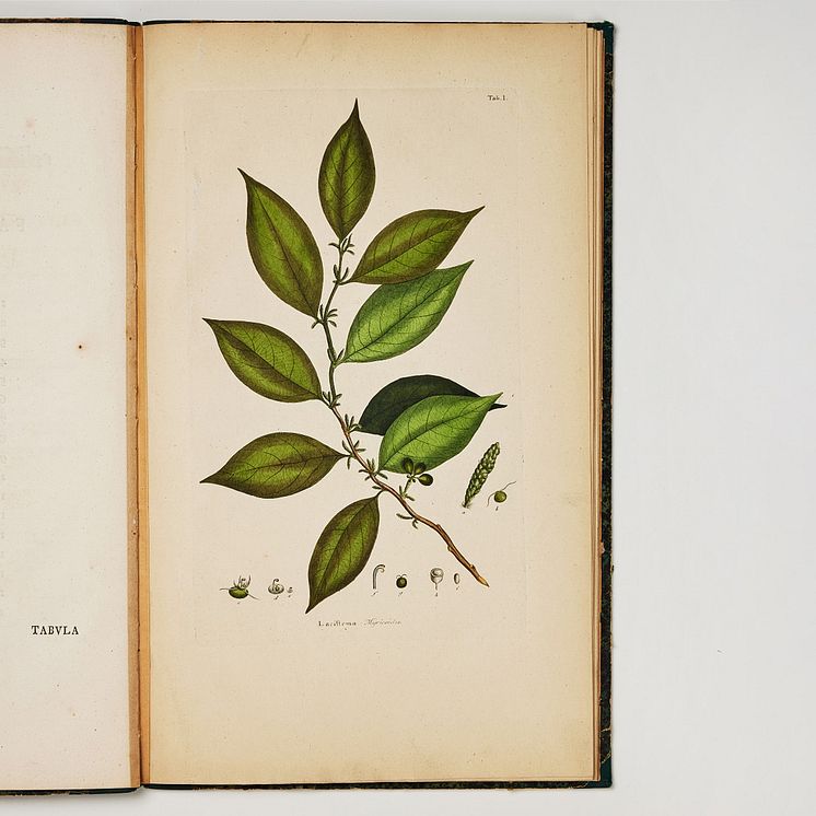 Rare Work on West-Indian Plants