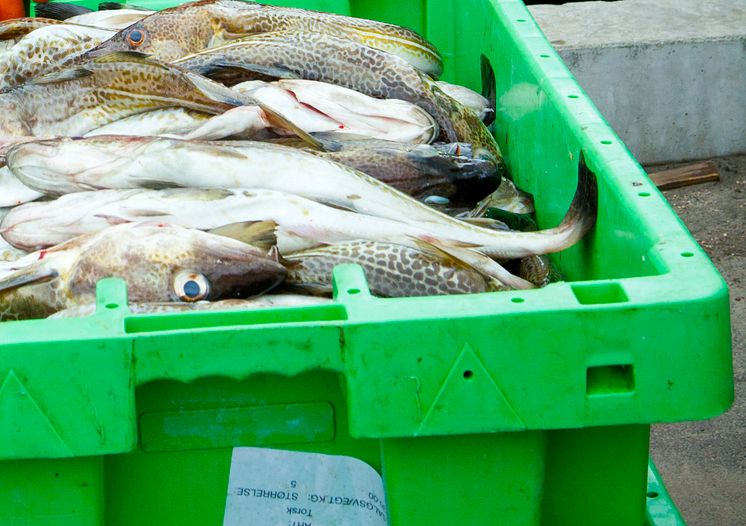 Fiskeavtal mellan EU och Norge för 2015  klart 
