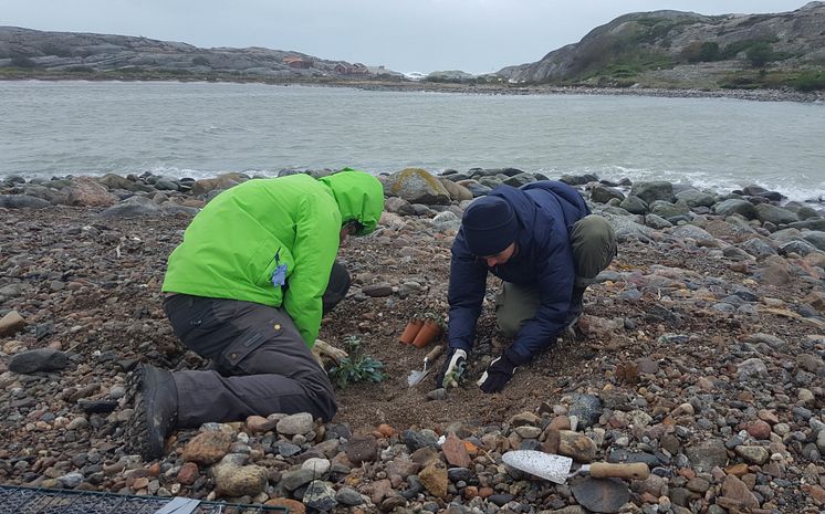 Ostronört3_Plantering av ostronört vid Tjurpannan