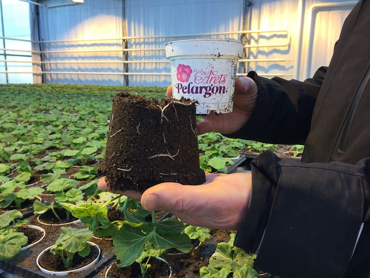 Pelargonium ´Kronprinsesse Mary´