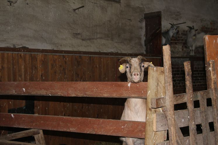 Weihnachten im Stall auf dem Klostergut Mößlitz: Bärenherz erhält beeindruckende Spende