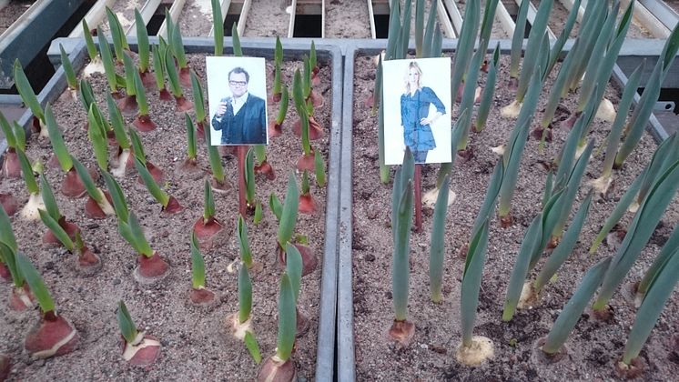 Steffos och Jennys tulpaner som snart ska skördas