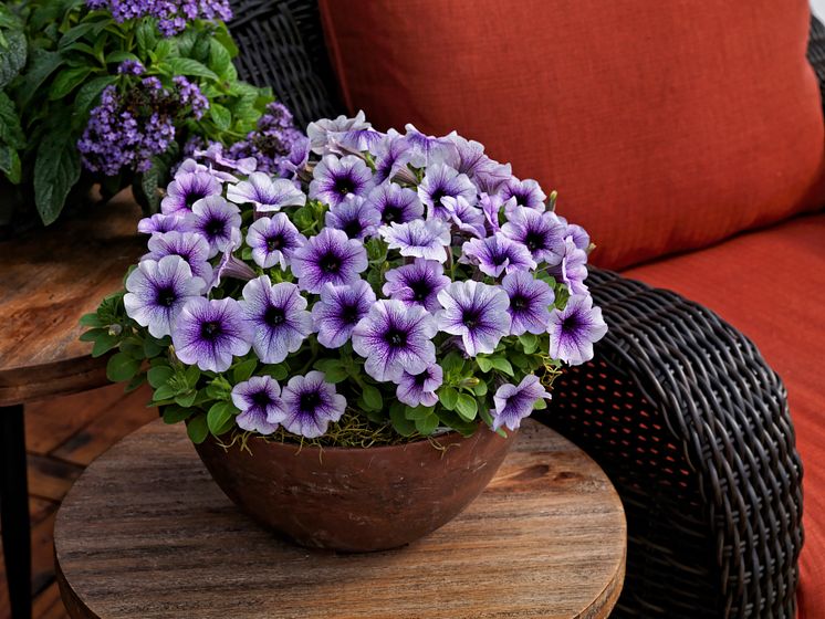 Petunia Sanguna Patio Blue Vein