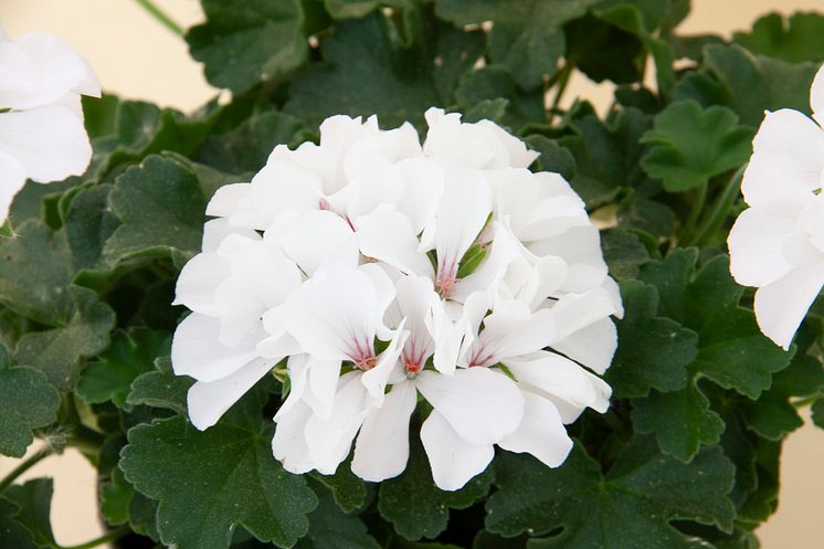 Hängzonalpelargon ’Marcada White’ 