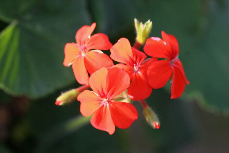 Pelargonium inquinans (vildart)