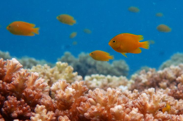 Frökenfiskar i korall