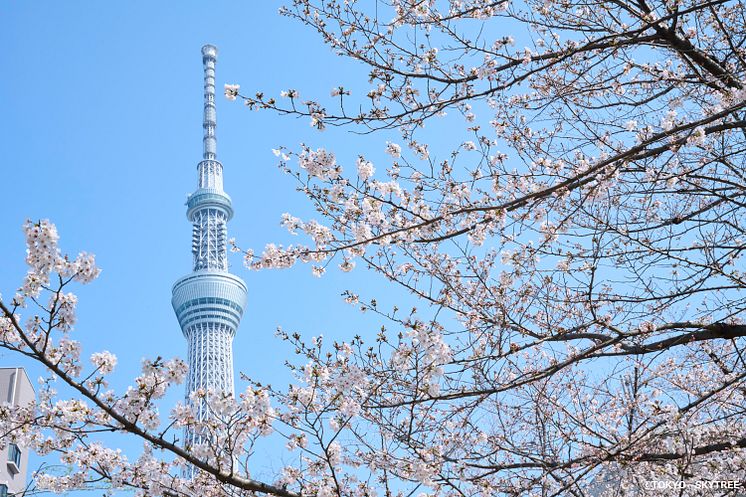 TOKYO SKYTREE (Spring)