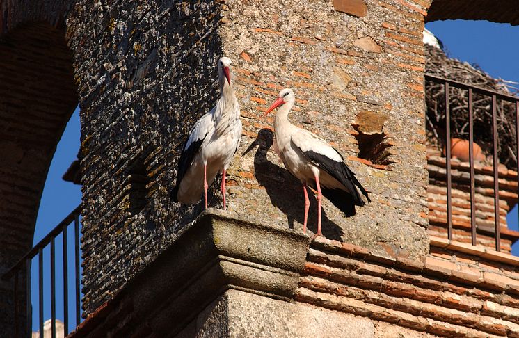Storks in the historical center of Cáceres, Extremadura