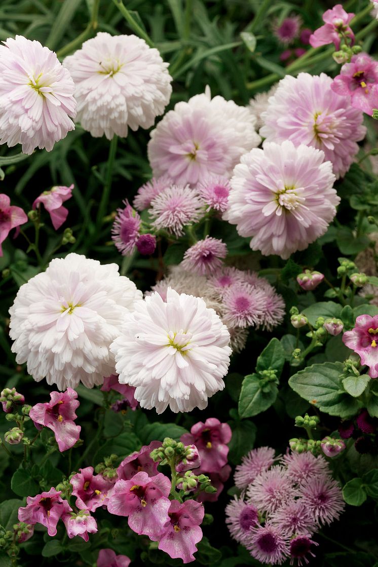 Molimba® Duplo Pearl