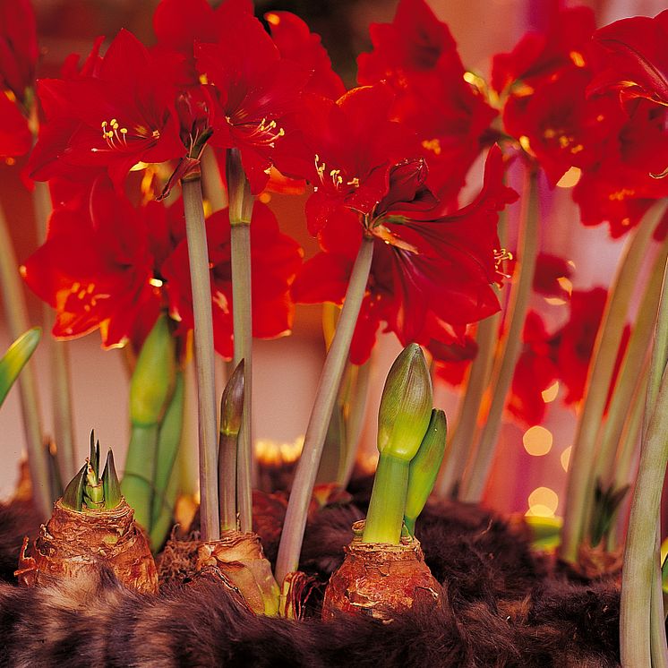 Amaryllis