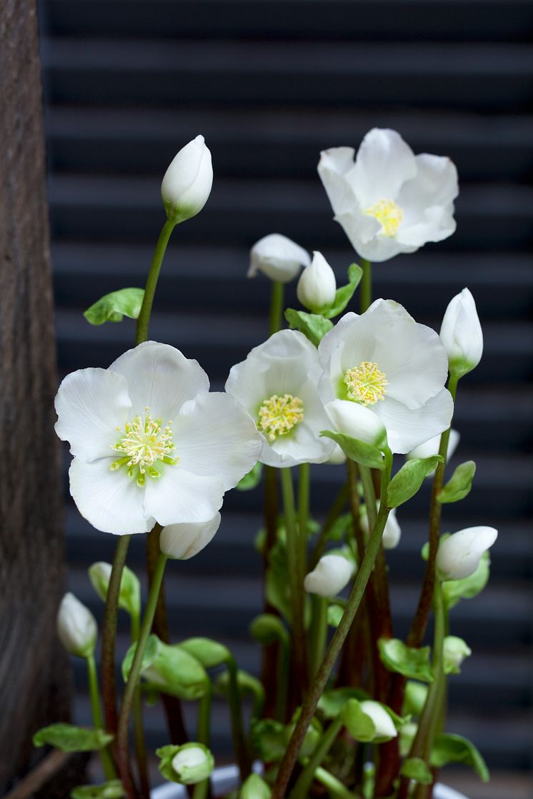 Julros vita blommor