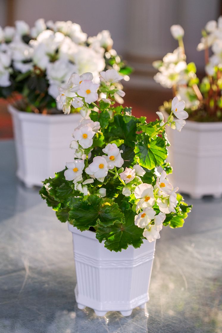 begonia_waldemarsudde_vinter_2023