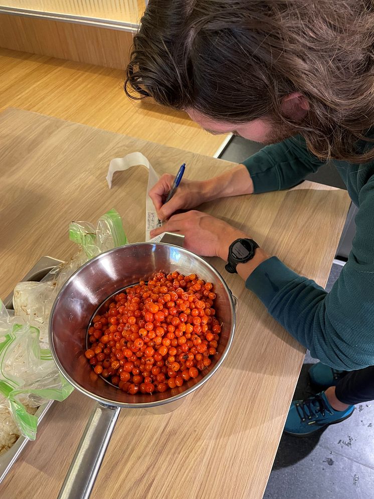 Rognebæreddik i produksjon
