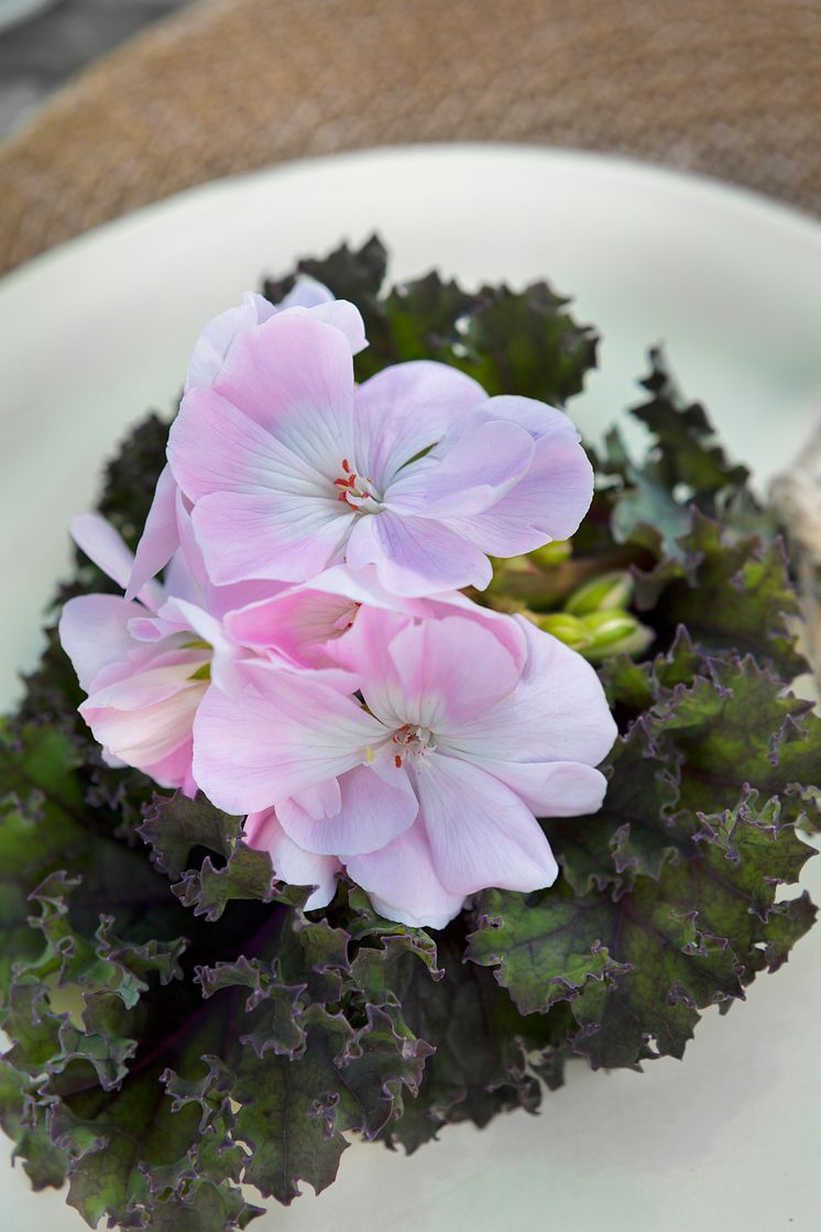 Pelargoner i stan.