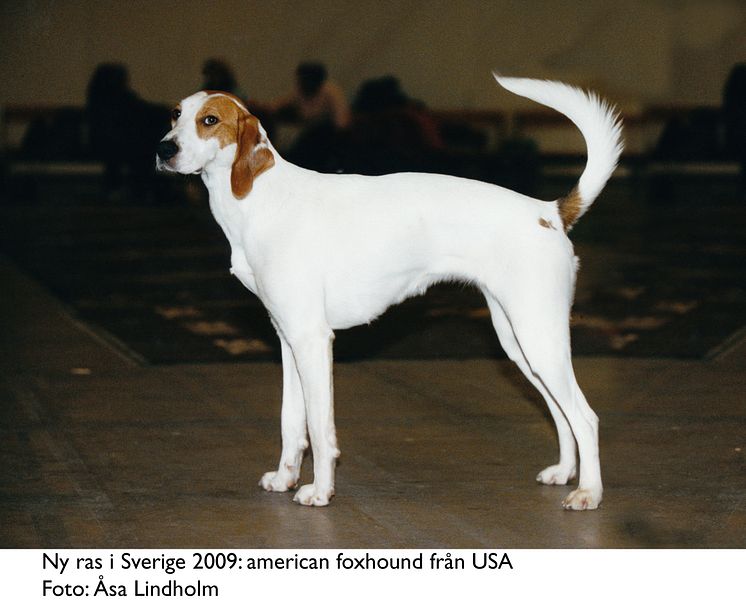 Ny ras i Sverige 2009 - american foxhound