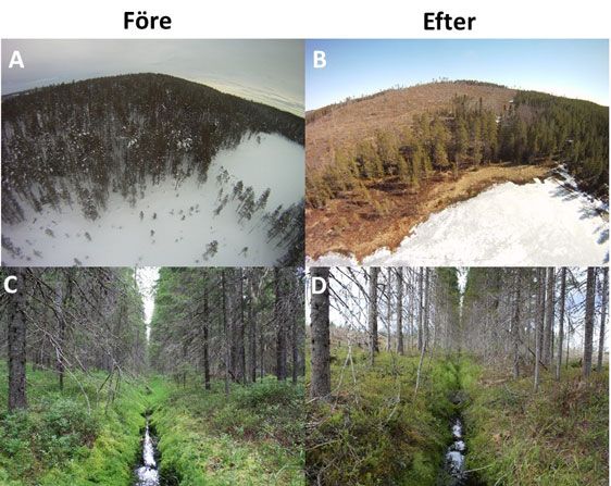 Undersökningsområdet före och efter skogskalavverkning