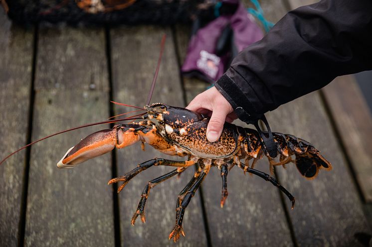 Dags för hummerpremiär: Nya regler ska minska spökfiske