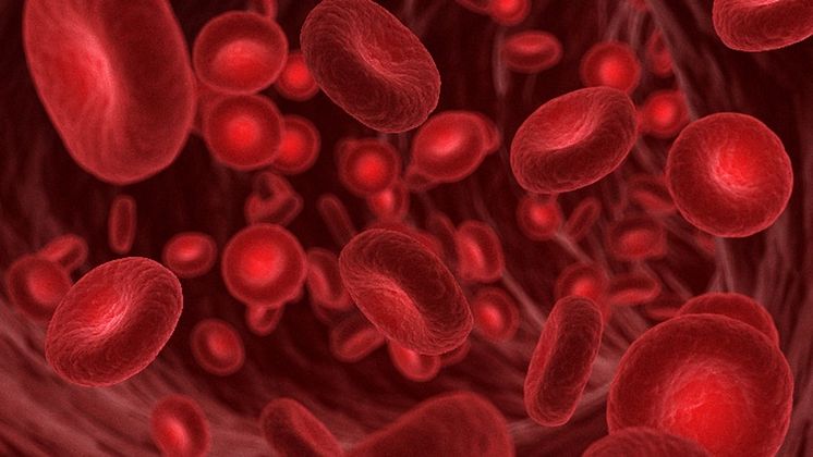 FXI erythrocytes.jpg