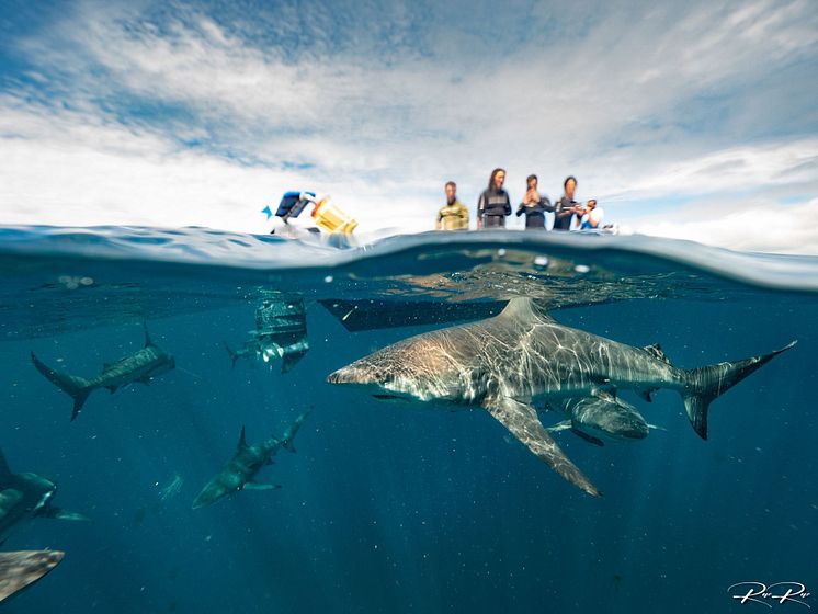Blue Ocen Dive Resort .jpg