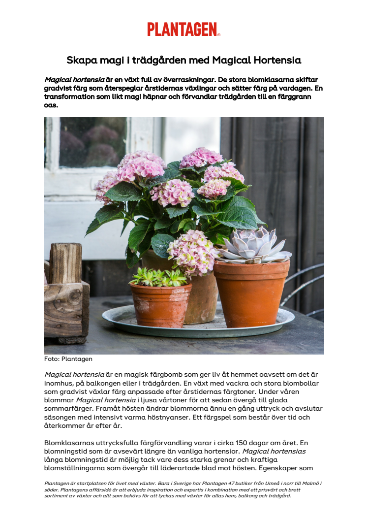 NYHETSBREV - Magical hortensia.pdf