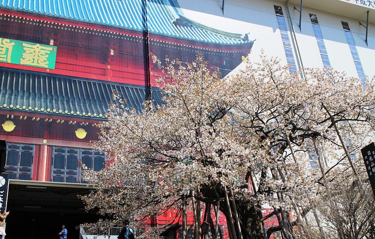 Rinnoji temple