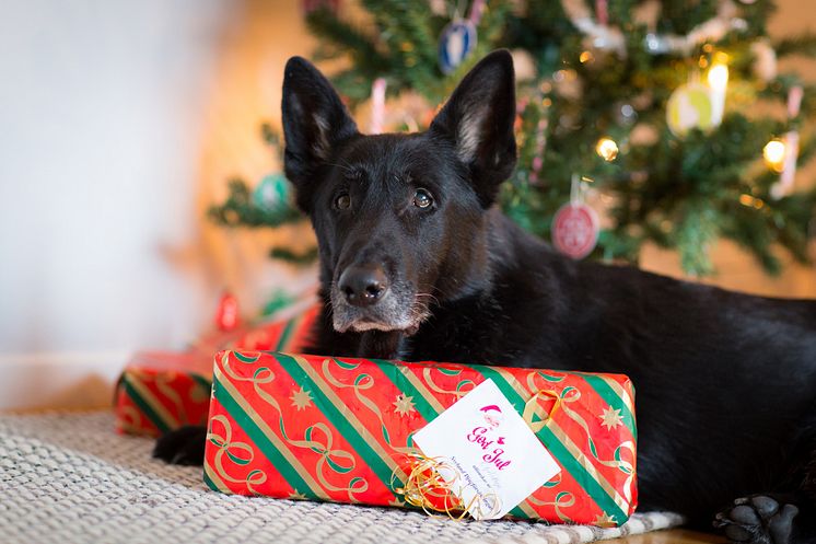 Hund med julklapp