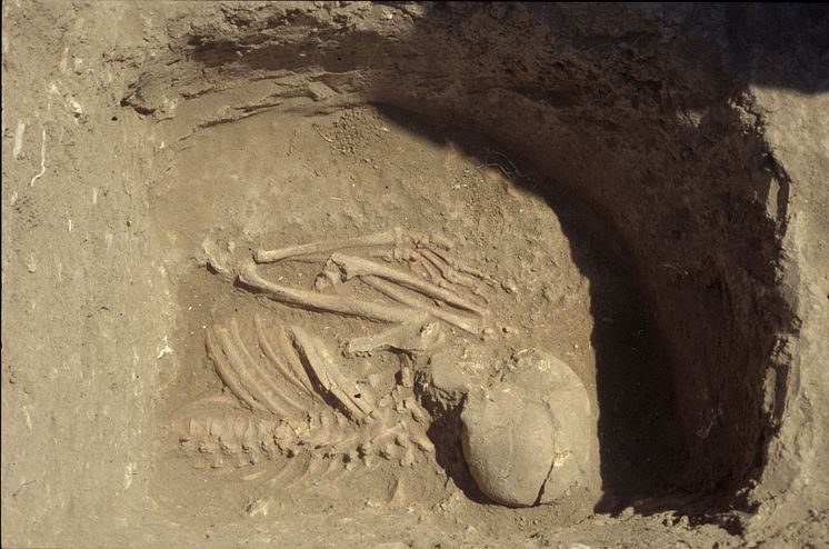 De flesta av resultaten kommer från grav 6 i Kumtepe, utgrävd 1994. Här syns övre delen av ett skelett. Foto: Project Troia, Peter Jablonka.