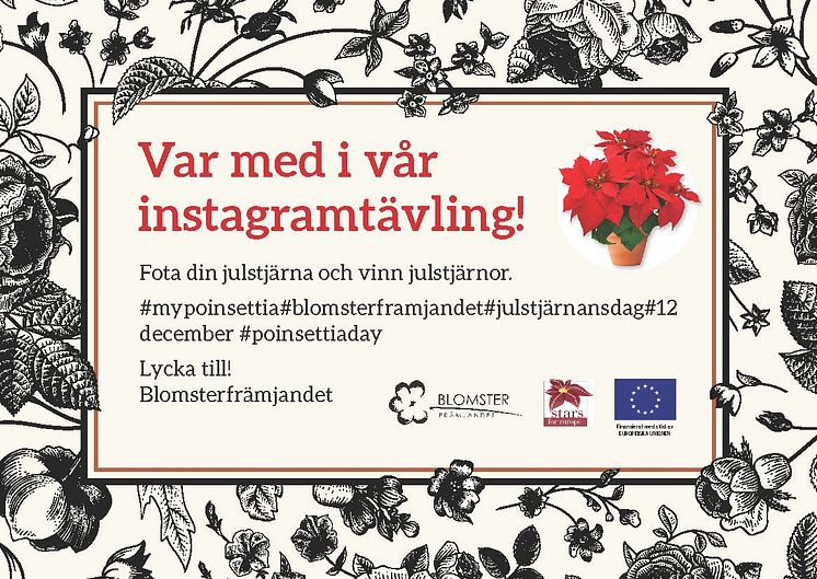 Tävla med julstjärnor