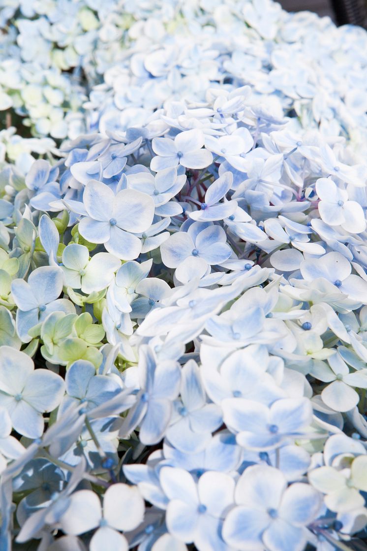 Hortensia - en effektiv luftfuktare med ljuvlig blomning